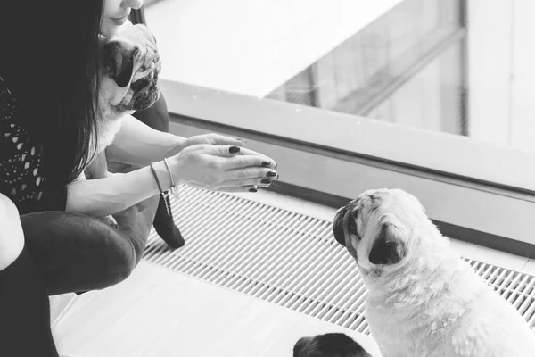 Nette Frau Mit Süßem Mops Hause Pet Adoption Leben Von — Stockfoto