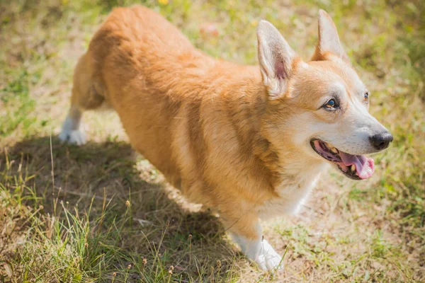 Bonito Perro Raza Corgi Para Paseo Vida Los Perros Mascotas — Foto de Stock