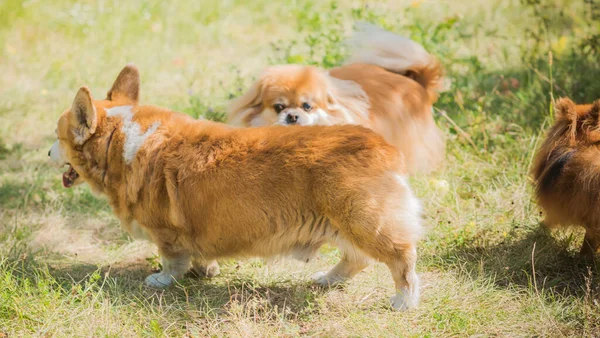 Belo Cão Raça Corgi Para Passear Vida Dos Cães Pet — Fotografia de Stock