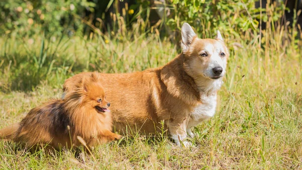 Miły Pies Rasy Corgi Spacer Psie Życie Zwierzęta Najlepszymi Przyjaciółmi — Zdjęcie stockowe