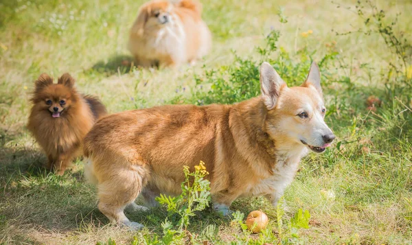 Miły Pies Rasy Corgi Spacer Psie Życie Zwierzęta Najlepszymi Przyjaciółmi — Zdjęcie stockowe