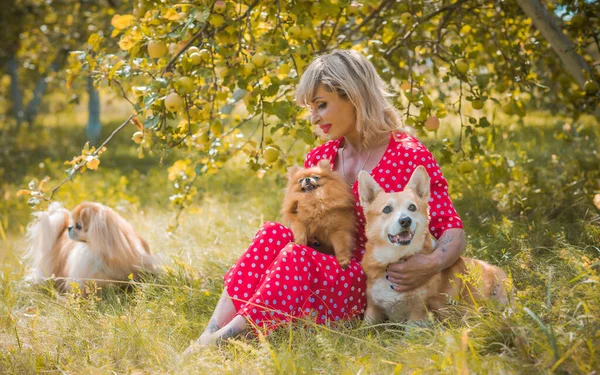 Corgi 'nin güzel köpeği olan kadın yürüyüşe çıkmış. Köpeklerin hayatı. Evcil hayvanlar en iyi arkadaştır. 