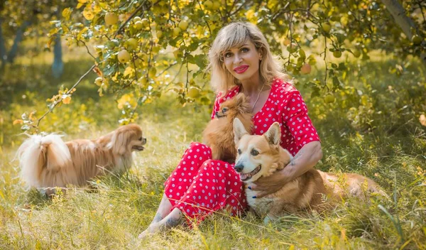 Corgi 'nin güzel köpeği olan kadın yürüyüşe çıkmış. Köpeklerin hayatı. Evcil hayvanlar en iyi arkadaştır. 