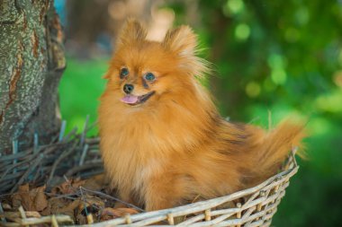 Mini Pomeranya Spitz 'in güzel köpeği yürüyüşe çıkmış. Köpeklerin hayatı. Evcil hayvanlar en iyi arkadaştır. 