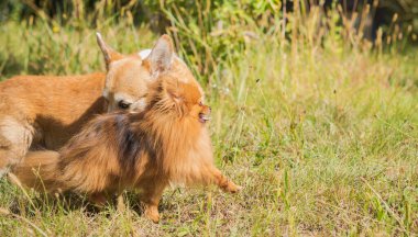 Yürüyüş için farklı cinsten güzel köpekler. Köpeklerin hayatı. Evcil hayvanlar en iyi arkadaştır. 