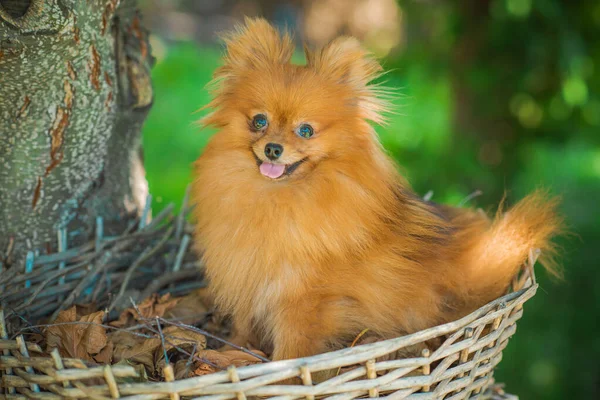 Хороший Собака Міні Померанської Породи Шпіц Прогулянки Життя Собак Пет — стокове фото