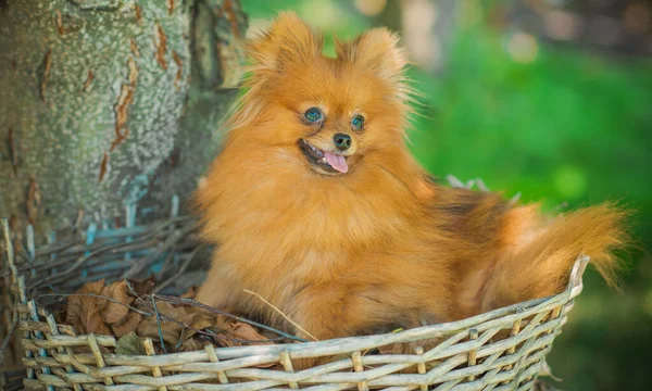 Trevlig Hund Mini Pommerska Spitz Ras För Promenad Hundars Liv — Stockfoto