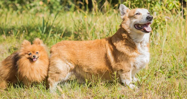 Trevliga Hundar Olika Ras För Promenad Hundars Liv Sällskapsdjur Bästa — Stockfoto