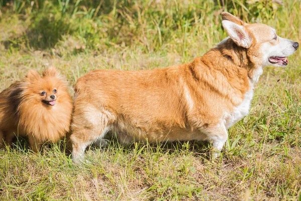 Trevliga Hundar Olika Ras För Promenad Hundars Liv Sällskapsdjur Bästa — Stockfoto