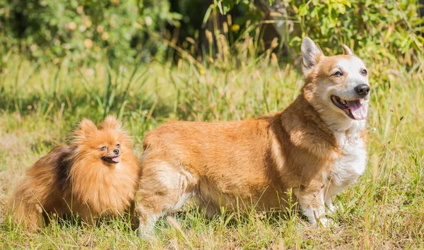 Beaux Chiens Différentes Races Pour Une Promenade Vie Des Chiens — Photo