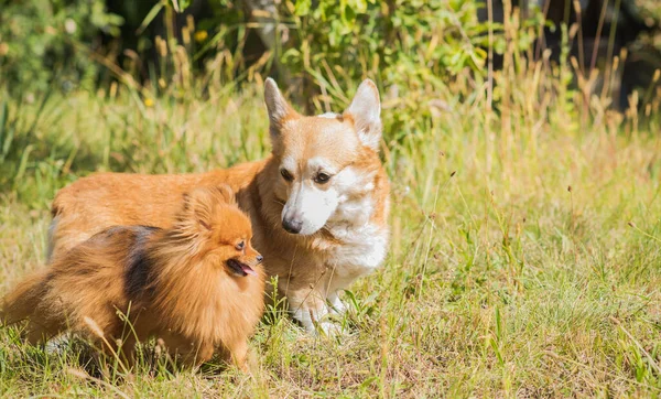 Belos Cães Raça Diferente Para Uma Caminhada Vida Dos Cães — Fotografia de Stock