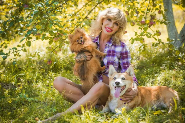 Pomeranian Spitz cinsinden güzel bir köpeği olan bir kadın yürüyüşe çıktı. Köpeklerin hayatı. Evcil hayvanlar en iyi arkadaştır. 