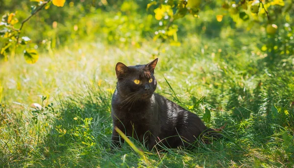 Černá Pěkná Kočka Přírodě Kolem Zelené Trávy Pet Životní Styl — Stock fotografie