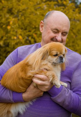 Emekli olmuş yaşlı bir adam, parkta gezintiye çıkmış kırmızı Pekin hayvanıyla köpek sever. Hayvanların sevgisini ve bakımını kavrayın. İyi insanlar evcil hayvanlara bakar.