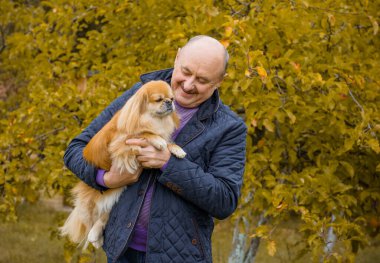 Emekli olmuş yaşlı bir adam, parkta gezintiye çıkmış kırmızı Pekin hayvanıyla köpek sever. Hayvanların sevgisini ve bakımını kavrayın. İyi insanlar evcil hayvanlara bakar.