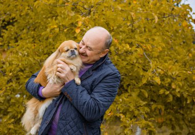 Emekli olmuş yaşlı bir adam, parkta gezintiye çıkmış kırmızı Pekin hayvanıyla köpek sever. Hayvanların sevgisini ve bakımını kavrayın. İyi insanlar evcil hayvanlara bakar.