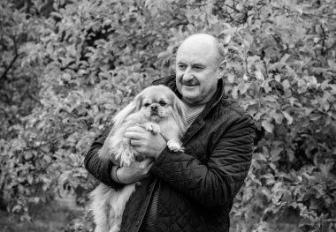 Emekli olmuş yaşlı bir adam, parkta gezintiye çıkmış kırmızı Pekin hayvanıyla köpek sever. Hayvanların sevgisini ve bakımını kavrayın. İyi insanlar evcil hayvanlara bakar.