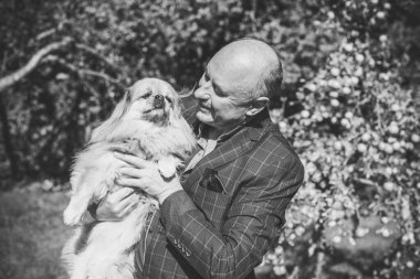 Emekli olmuş yaşlı bir adam, parkta gezintiye çıkmış kırmızı Pekin hayvanıyla köpek sever. Hayvanların sevgisini ve bakımını kavrayın. İyi insanlar evcil hayvanlara bakar.