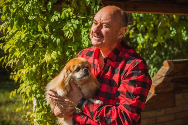 Emekli olmuş yaşlı bir adam, parkta gezintiye çıkmış kırmızı Pekin hayvanıyla köpek sever. Hayvanların sevgisini ve bakımını kavrayın. İyi insanlar evcil hayvanlara bakar.