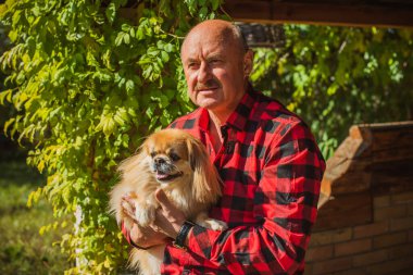 Emekli olmuş yaşlı bir adam, parkta gezintiye çıkmış kırmızı Pekin hayvanıyla köpek sever. Hayvanların sevgisini ve bakımını kavrayın. İyi insanlar evcil hayvanlara bakar.