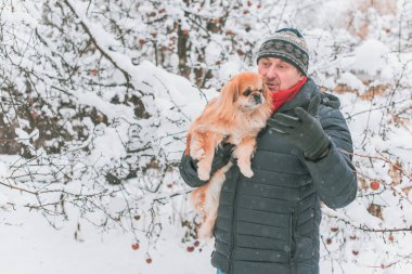 Emekli olmuş yaşlı bir adam, parkta gezintiye çıkmış kırmızı Pekin hayvanıyla köpek sever. Hayvanların sevgisini ve bakımını kavrayın. İyi insanlar evcil hayvanlara bakar.