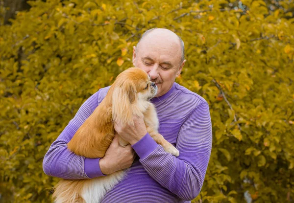 Hombre Mayor Retirado Amante Los Perros Con Mascota Pekinesa Roja — Foto de Stock