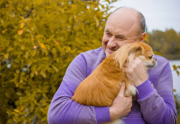 Emekli olmuş yaşlı bir adam, parkta gezintiye çıkmış kırmızı Pekin hayvanıyla köpek sever. Hayvanların sevgisini ve bakımını kavrayın. İyi insanlar evcil hayvanlara bakar.