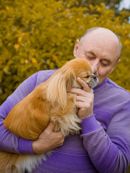 Senior man on retired, dog lover with his red pekingese pet on a walk at park. Concept love and care of animals. Good people caring for pets