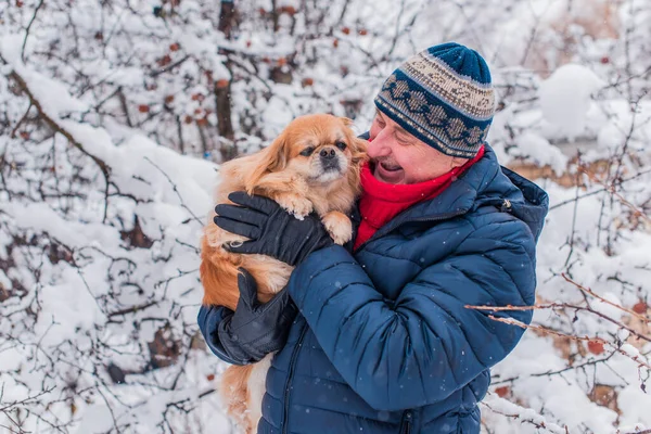 Emekli olmuş yaşlı bir adam, parkta gezintiye çıkmış kırmızı Pekin hayvanıyla köpek sever. Hayvanların sevgisini ve bakımını kavrayın. İyi insanlar evcil hayvanlara bakar.