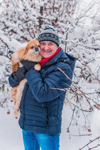 Emekli olmuş yaşlı bir adam, parkta gezintiye çıkmış kırmızı Pekin hayvanıyla köpek sever. Hayvanların sevgisini ve bakımını kavrayın. İyi insanlar evcil hayvanlara bakar.