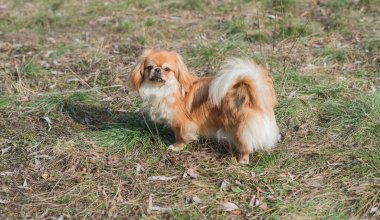 Dışarıdaki küçük şirin altın Pekin köpeği. Evcil hayvanların yaşam tarzı, köpek portresi.