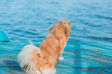 Dışarıdaki küçük şirin altın Pekin köpeği. Evcil hayvanların yaşam tarzı, köpek portresi.