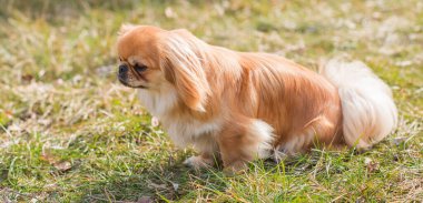 Dışarıdaki küçük şirin altın Pekin köpeği. Evcil hayvanların yaşam tarzı, köpek portresi.
