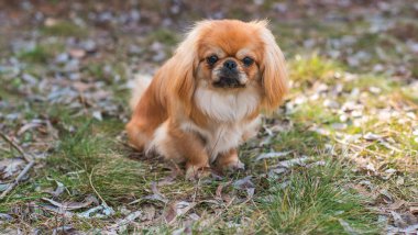Dışarıdaki küçük şirin altın Pekin köpeği. Evcil hayvanların yaşam tarzı, köpek portresi.