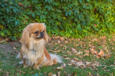 Küçük tüylü köpek, Pekin yarı Tibet Spaniel karışımı, sonbahar parkında yapraklarla birlikte dikiliyor. Sıcak mevsimlik sahne, evcil hayvan konsepti, hayvanlarla arkadaşlık ve yaşam tarzı.