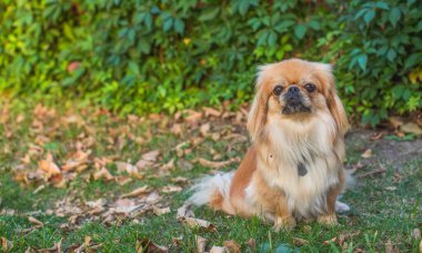 Küçük tüylü köpek, Pekin yarı Tibet Spaniel karışımı, sonbahar parkında yapraklarla birlikte dikiliyor. Sıcak mevsimlik sahne, evcil hayvan konsepti, hayvanlarla arkadaşlık ve yaşam tarzı.