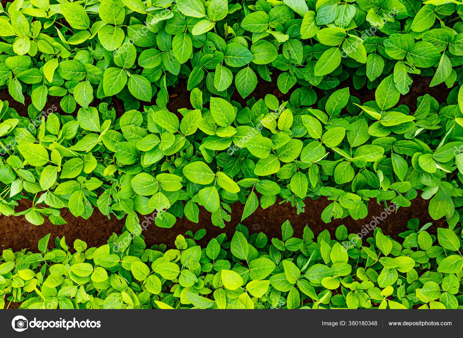 农业大豆种植背景大豆田里的大豆叶和花 图库照片 C Nnattalli