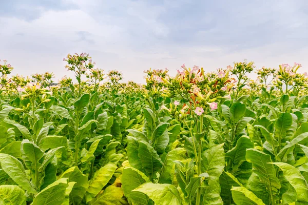 Green Tobacco leaves and pink flowers.  Blooming tobacco field. Flowering tobacco plants on tobacco field background, Germany.  Tobacco big leaf crops growing in tobacco plantation field