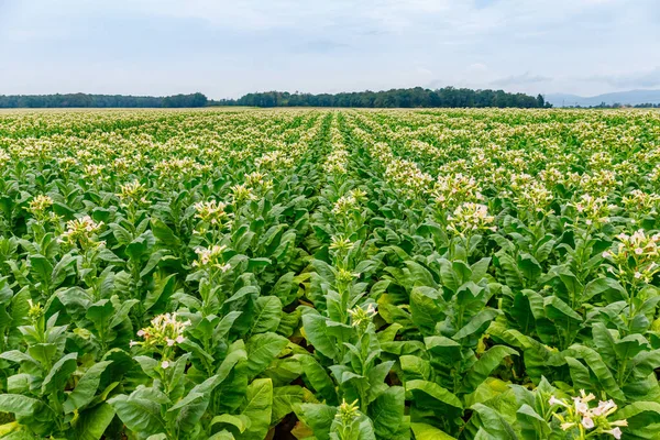 Green Tobacco leaves and pink flowers.  Blooming tobacco field. Flowering tobacco plants on tobacco field background, Germany.  Tobacco big leaf crops growing in tobacco plantation field