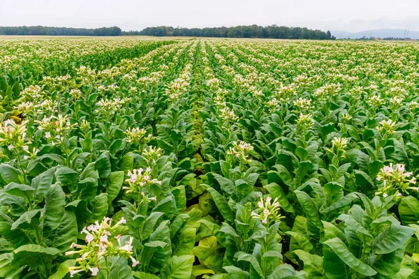 Green Tobacco leaves and pink flowers.  Blooming tobacco field. Flowering tobacco plants on tobacco field background, Germany.  Tobacco big leaf crops growing in tobacco plantation field