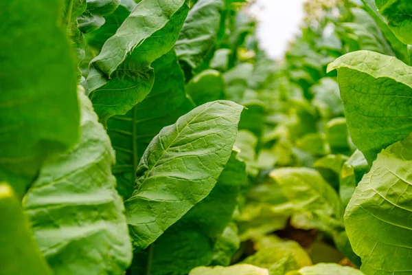 Green Tobacco leaves on tobacco field background, Germany. Tobacco big leaf crops growing in tobacco plantation field