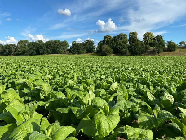 Tobacco field in sunny day. Tobacco big leaf crops growing in tobacco plantation, Germany