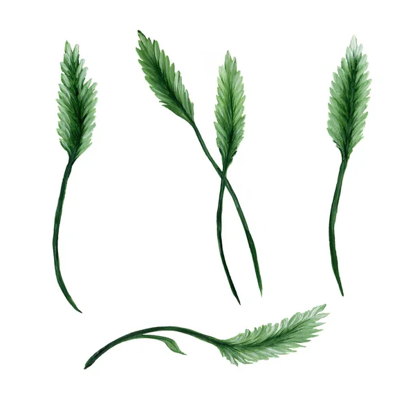 Conjunto Aquarela Folhas Verdes Desenhadas Sobre Fundo Branco — Fotografia de Stock