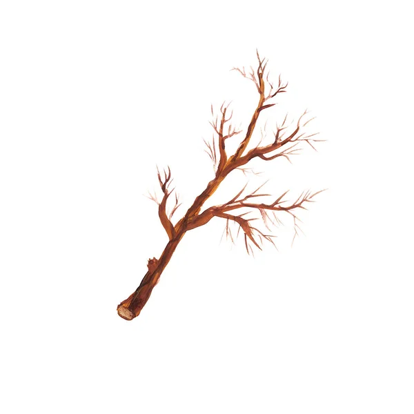 Branche Arbre Morte Sans Feuilles Isolées Sur Fond Blanc Illustration — Photo