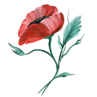 Beyaz arkaplana kırmızı haşhaş ve yaprak çizildi