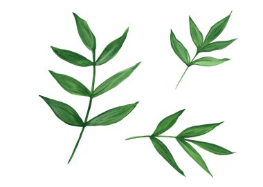 Yeşil yapraklar, bitkiler, yapraklar, beyaz arka planda izole edilmiş dallar. Yaprakları suluboya elle boyanmış çiçek resimleridir..