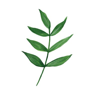 Yeşil yaprak, beyaz arka planda izole bir dal. Bitkiler. Suluboya elle boyanmış. Çiçek çizimleri.