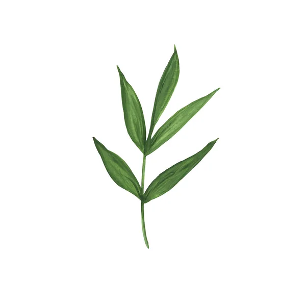 Πράσινο Φύλλο Κλαδί Απομονωμένο Λευκό Φόντο Φυτά Βαμμένο Χέρι Ακουαρέλας — Φωτογραφία Αρχείου