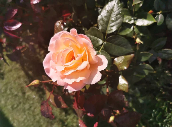 Rosa rosa flor. Textura de fundo de uma flor florescente fofa e broto em um fundo de vegetação. Jardim, parque, natureza — Fotografia de Stock