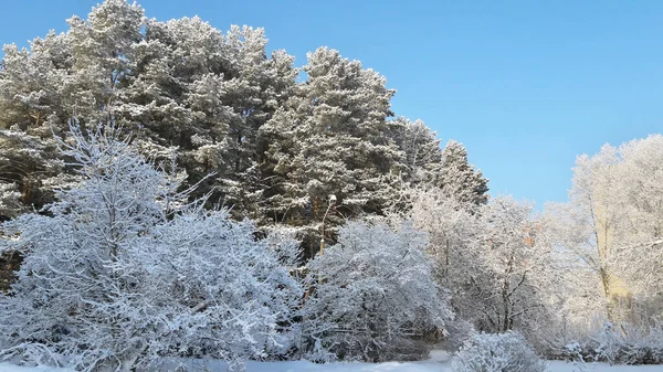 Frozen trees in the snow against the blue sky